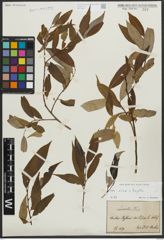 Foto von Salix alba L. x Salix fragilis L.